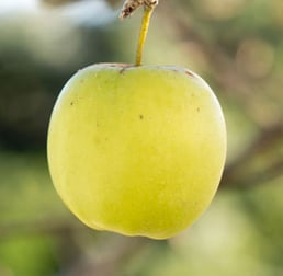 pomme jaune arbre
